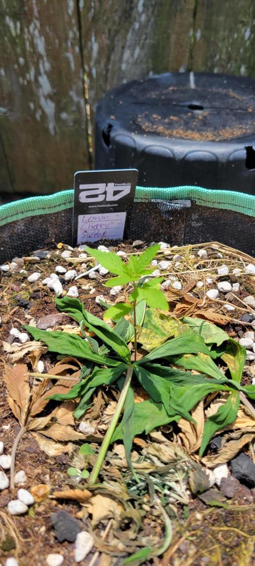 Lemon Cherry Sundae Auto. Week 2