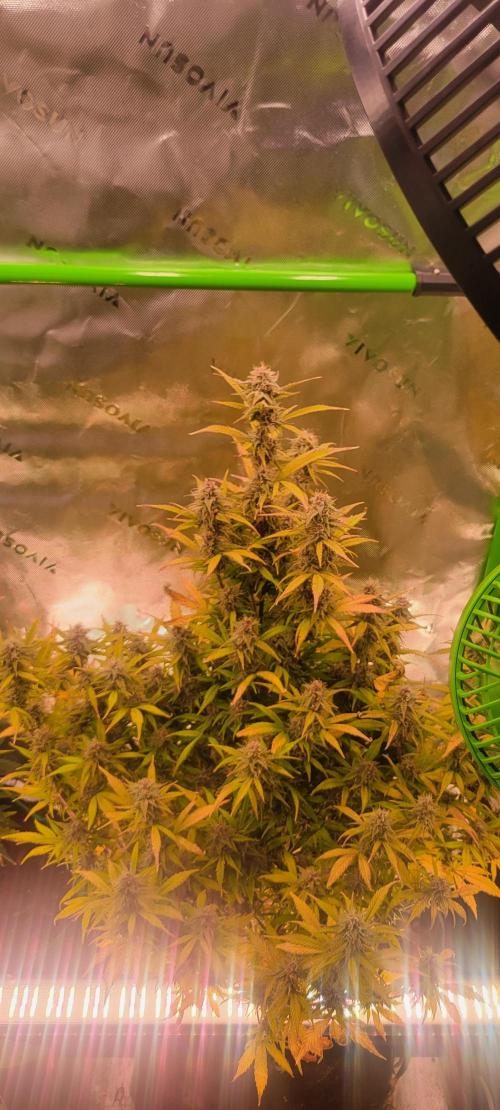 Gorilla Cookies. Week 11