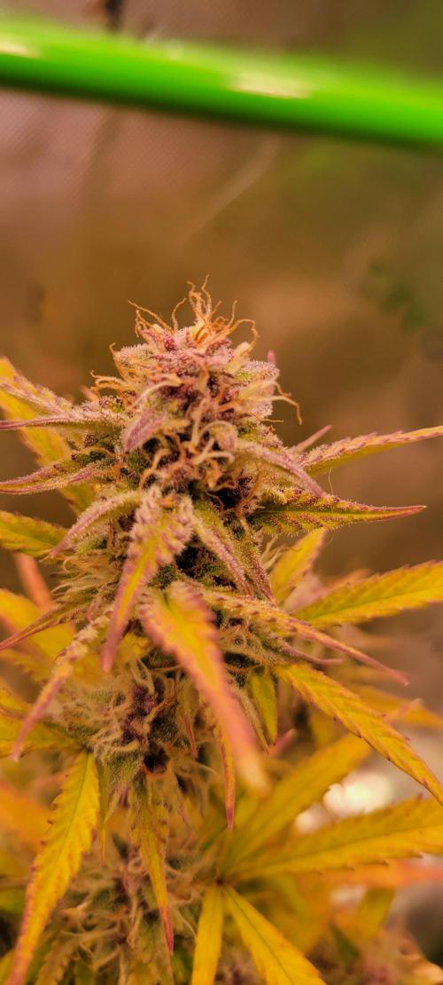 Gorilla Cookies. Week 11