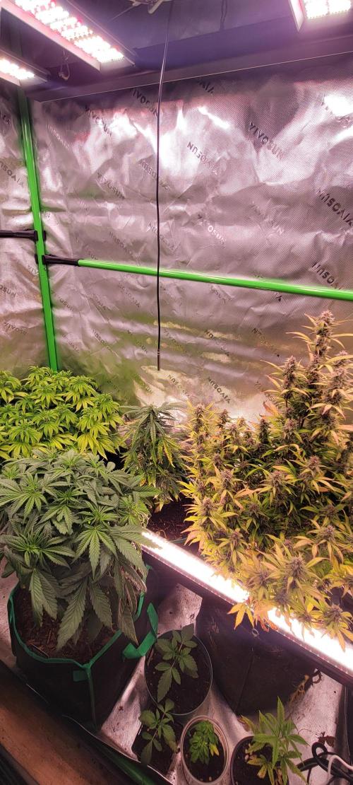 Gorilla Cookies Auto. Week 11