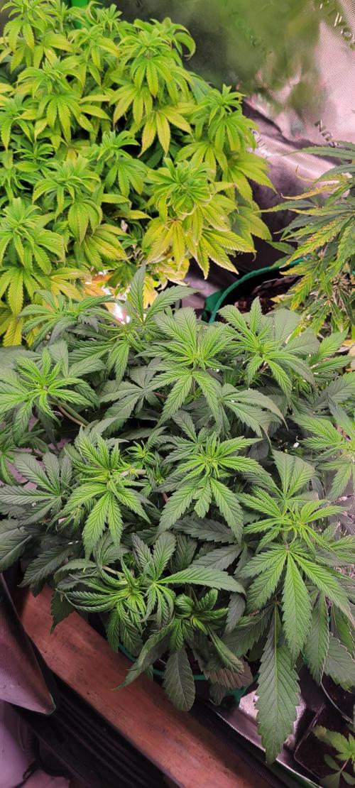 Purple Lemonade FF. Week 5