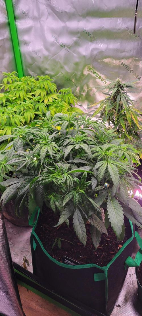 Purple Lemonade FF. Week 5