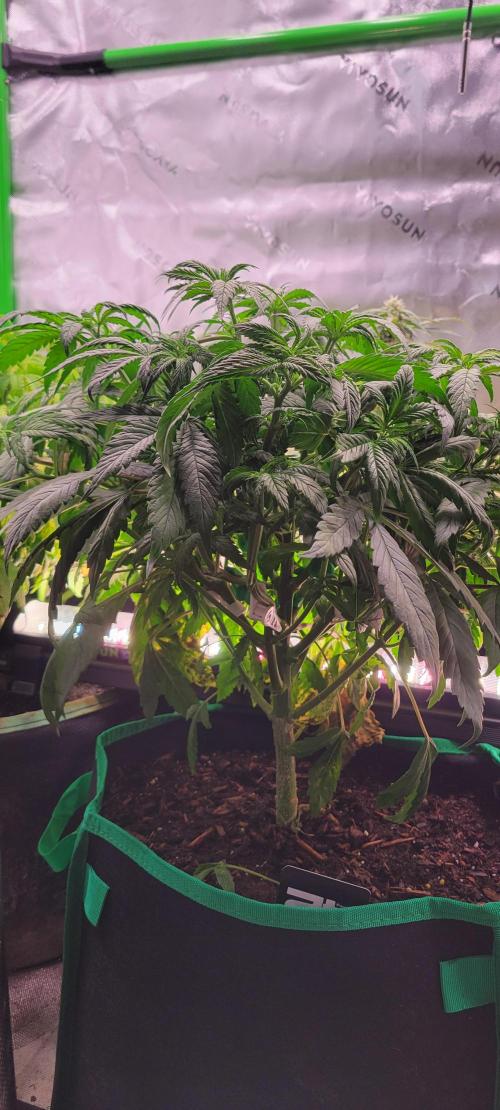 Purple Lemonade FF. Week 5