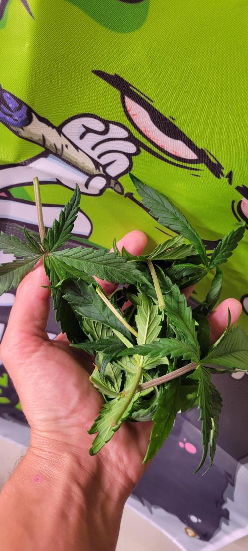 Purple Lemonade FF. Week 5