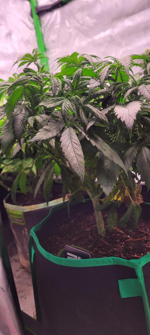 Purple Lemonade FF. Week 5