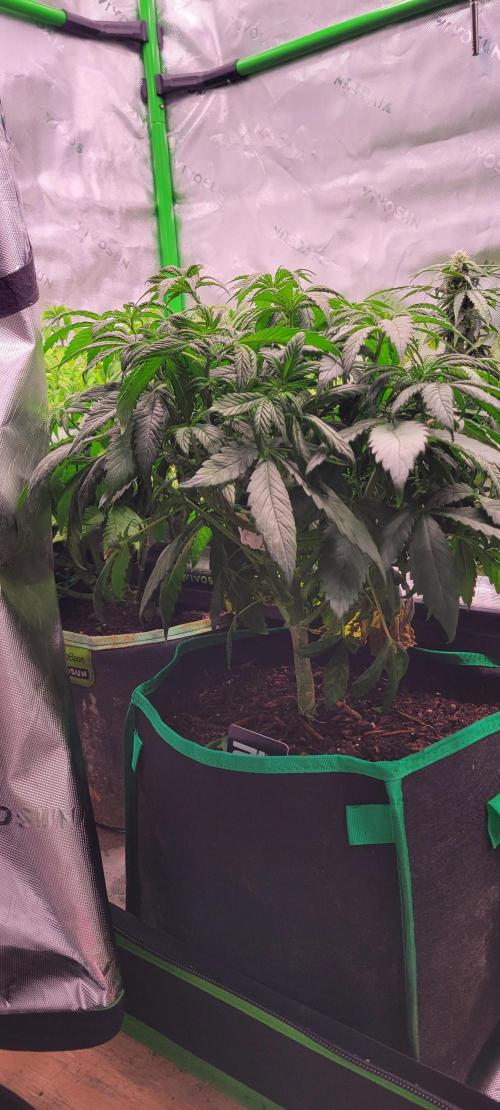 Purple Lemonade FF. Week 5