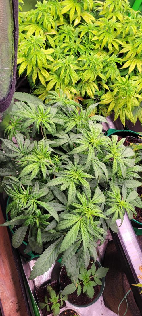 Purple Lemonade FF. Week 5