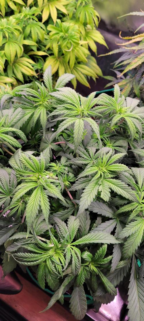 Purple Lemonade FF. Week 5