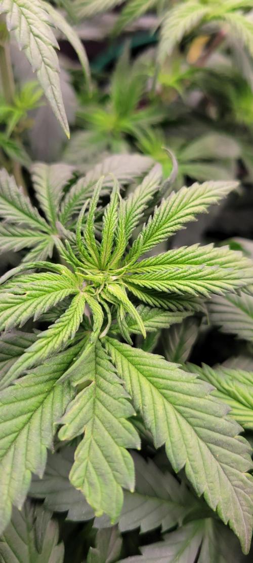 Purple Lemonade FF. Week 5