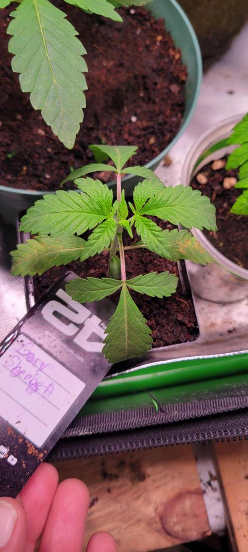 Gary Sherbet. Week 2