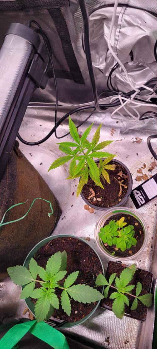 Gary Sherbet. Week 2
