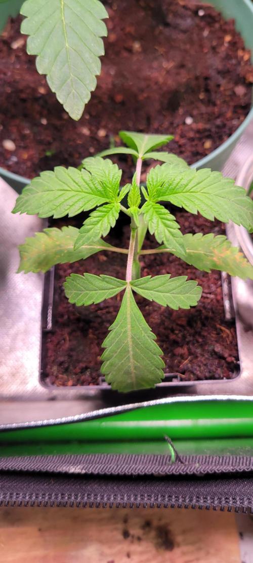 Gary Sherbet. Week 2
