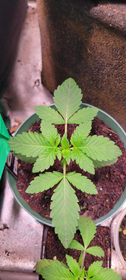 Z42 #2. Week 2