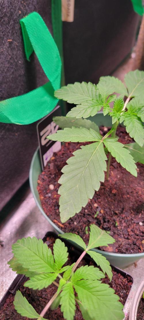 Z42 #2. Week 2