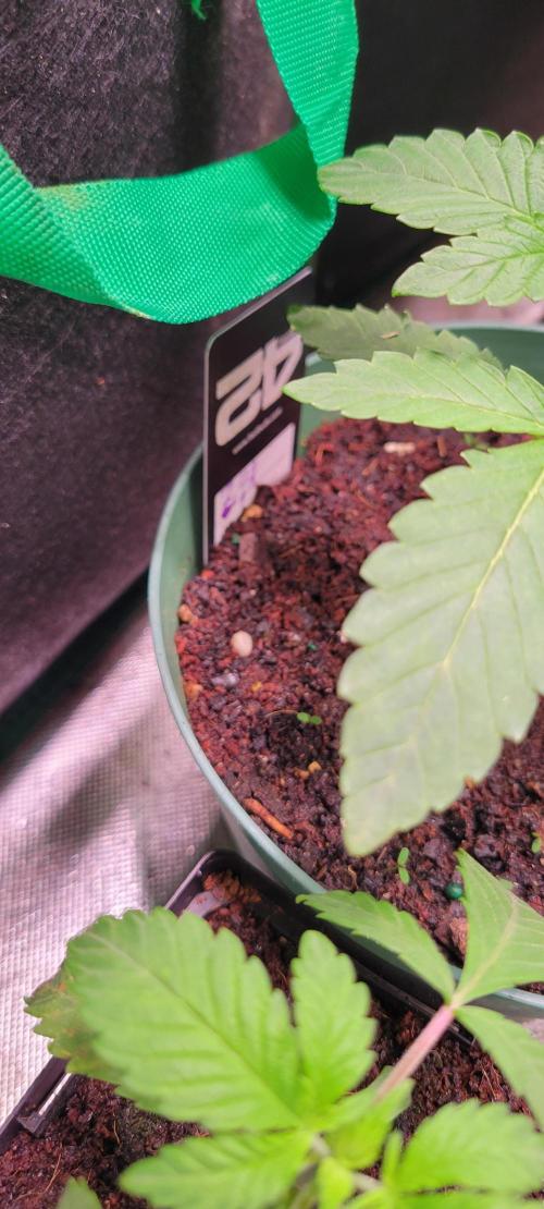 Z42 #2. Week 2