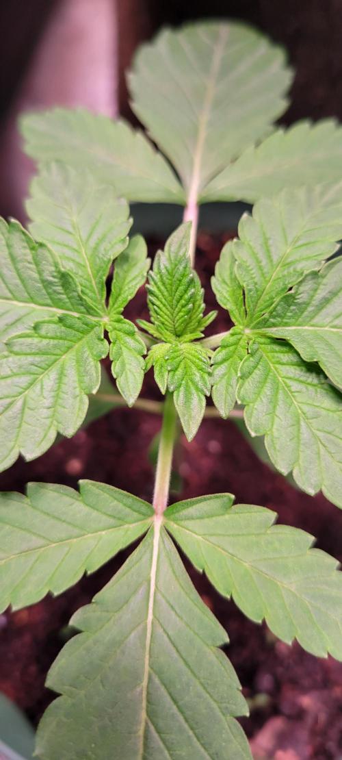 Z42 #2. Week 2