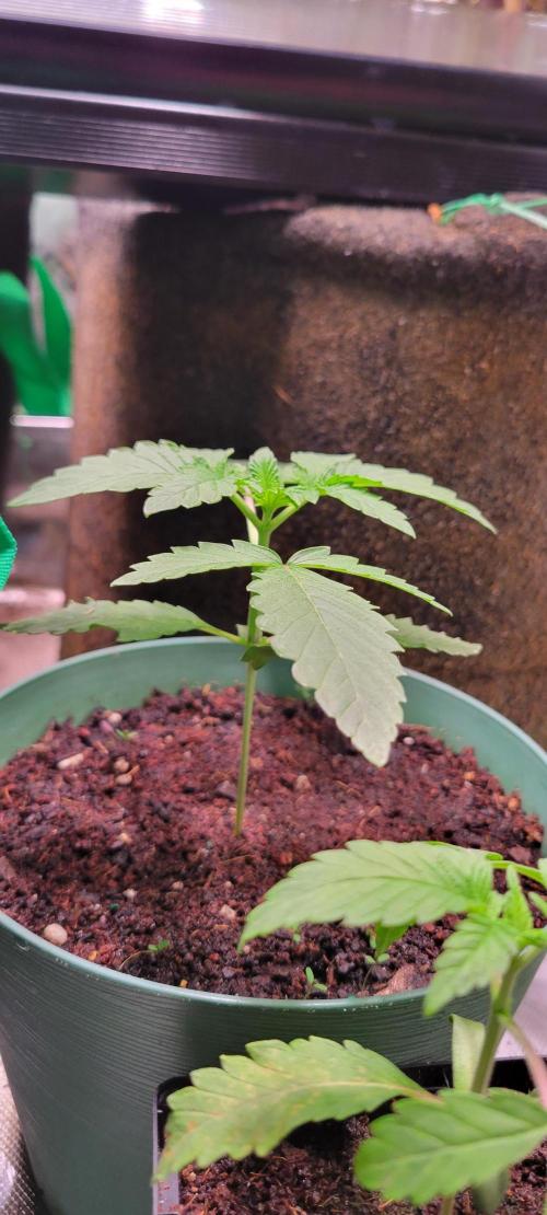 Z42 #2. Week 2