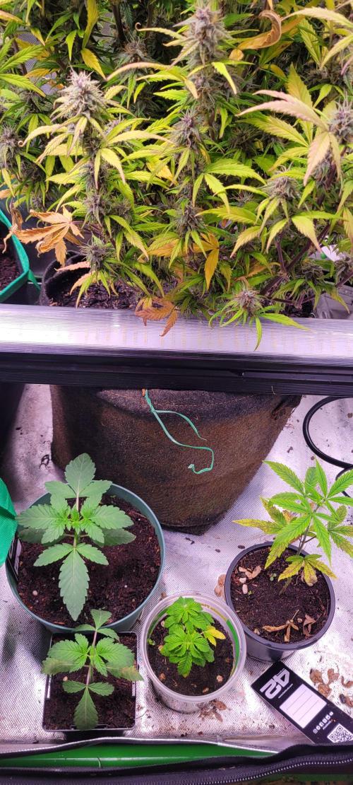 Z42 #2. Week 2