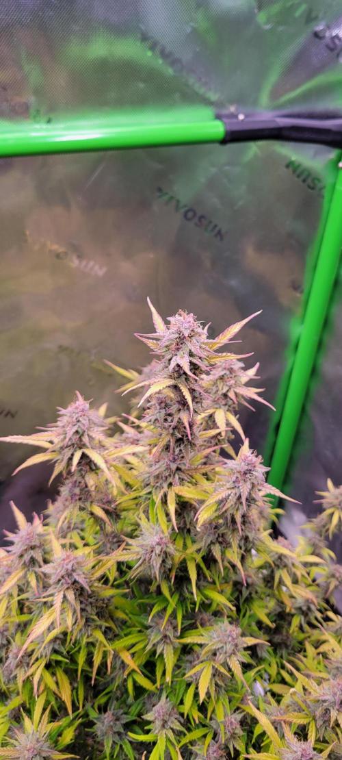 Gorilla Cookies. Week 12