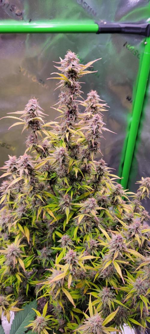 Gorilla Cookies. Week 12