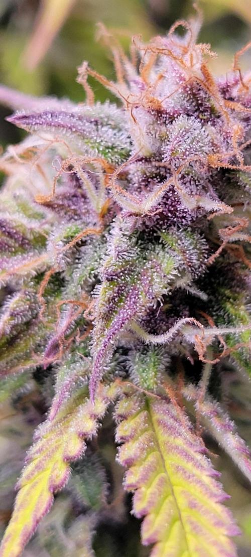 Gorilla Cookies. Week 12