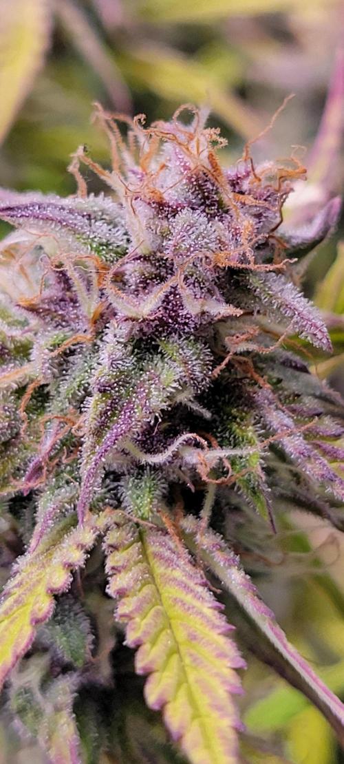 Gorilla Cookies. Week 12