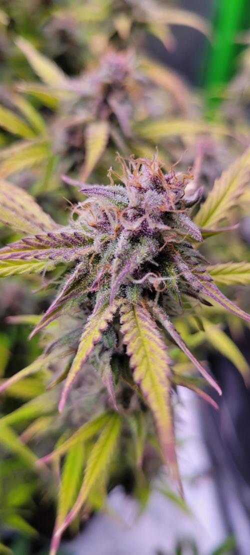 Gorilla Cookies. Week 12