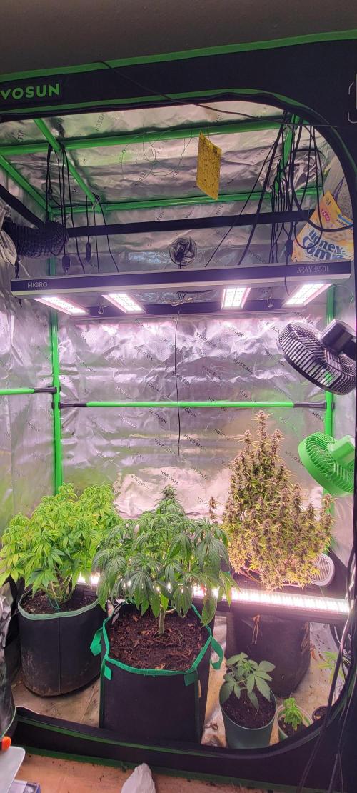 Gorilla Cookies. Week 12