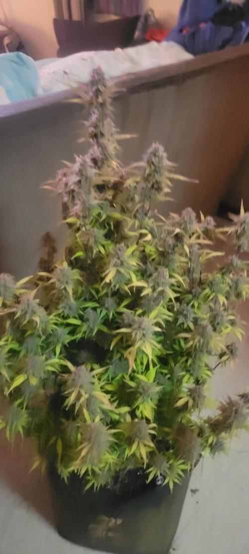 Gorilla Cookies. Week 12