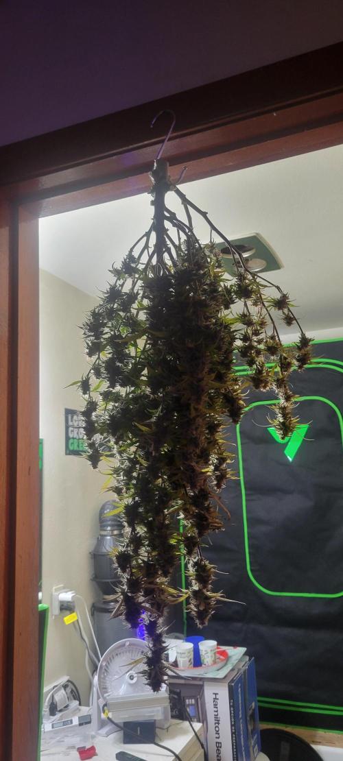 Gorilla Cookies. Week 12