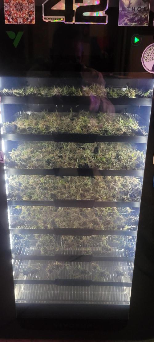 Gorilla Cookies. Week 12