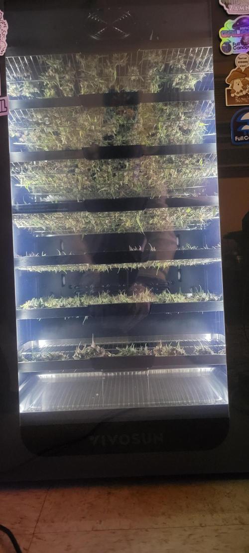 Gorilla Cookies. Week 12