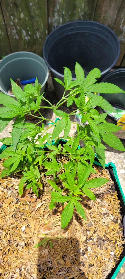 Z42 FB. Week 6