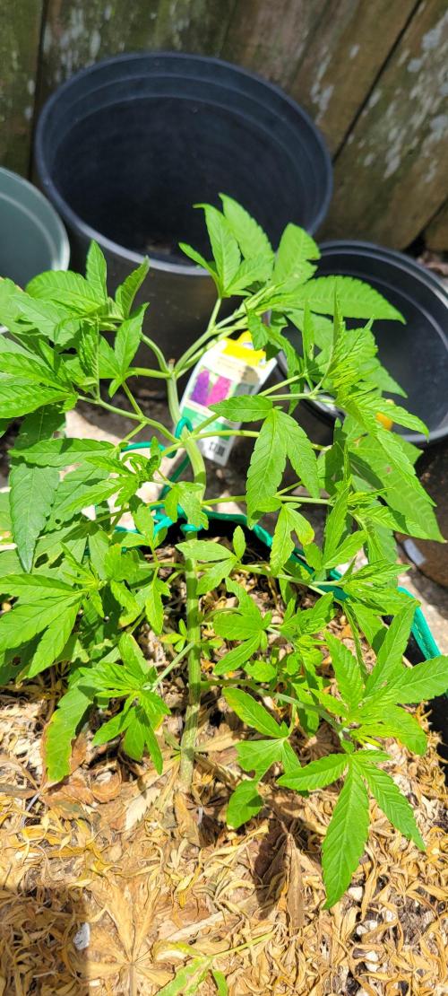 Z42 FB. Week 6