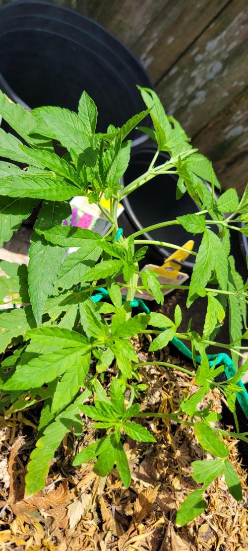 Z42 FB. Week 6