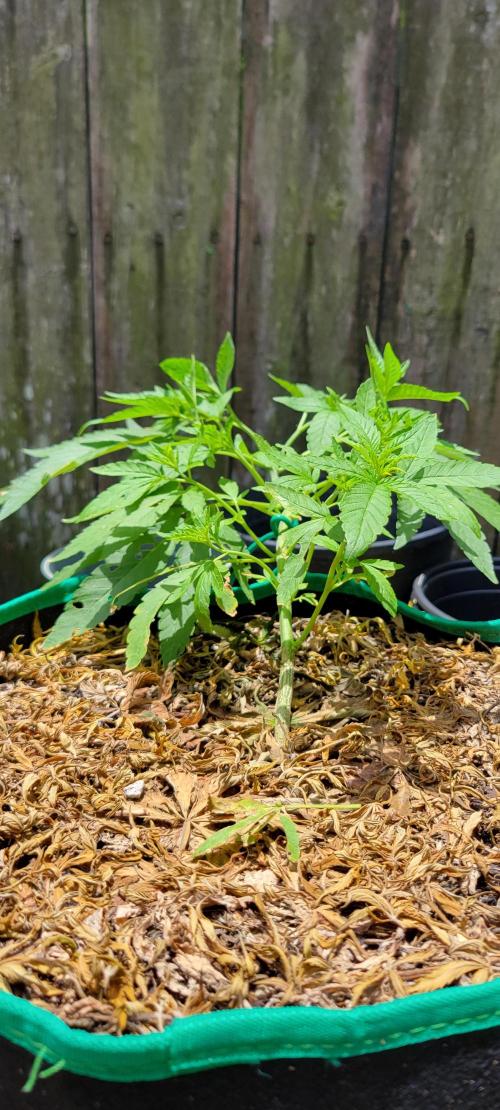 Z42 FB. Week 6