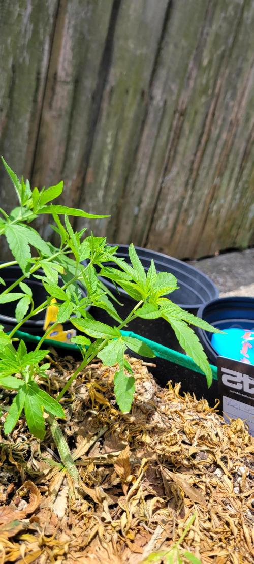 Z42 FB. Week 6