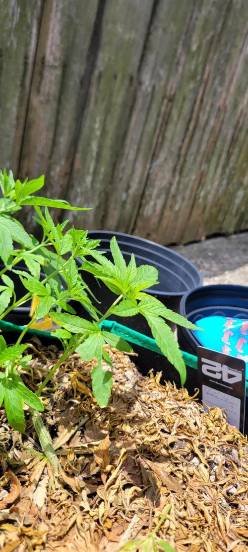 Z42 FB. Week 6