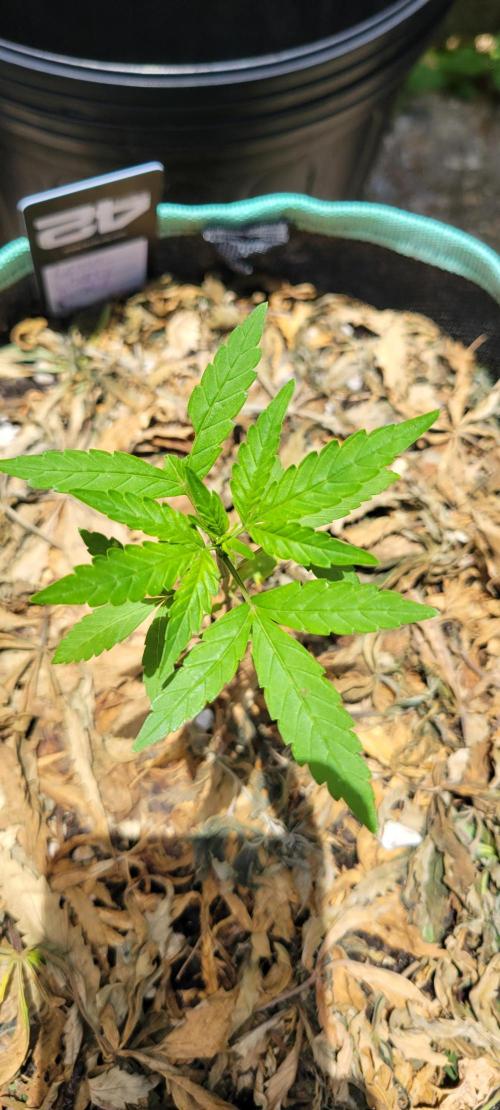 Lemon Cherry Sundae. Week 3