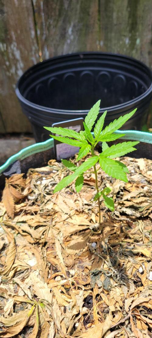 Lemon Cherry Sundae. Week 3