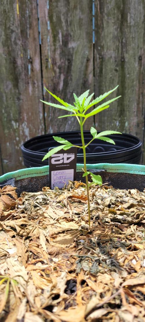 Lemon Cherry Sundae. Week 3