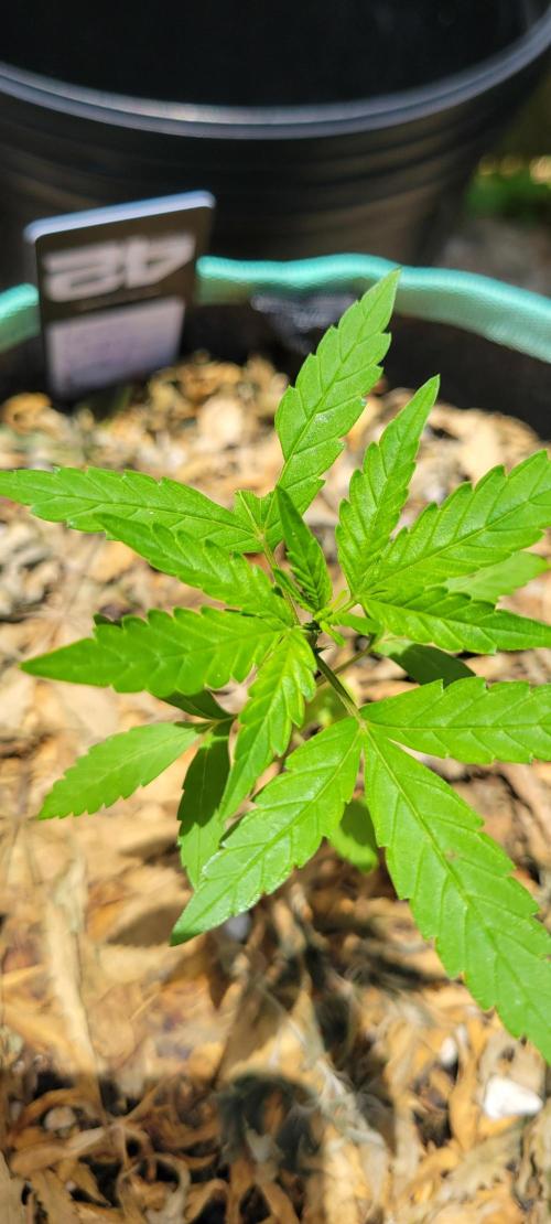 Lemon Cherry Sundae. Week 3
