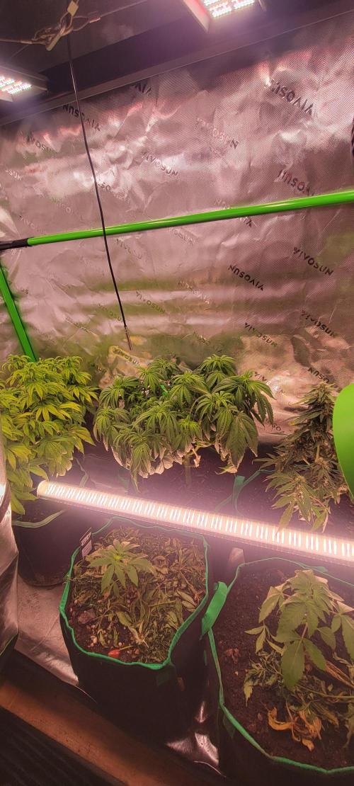 Runtz F1. Week 6