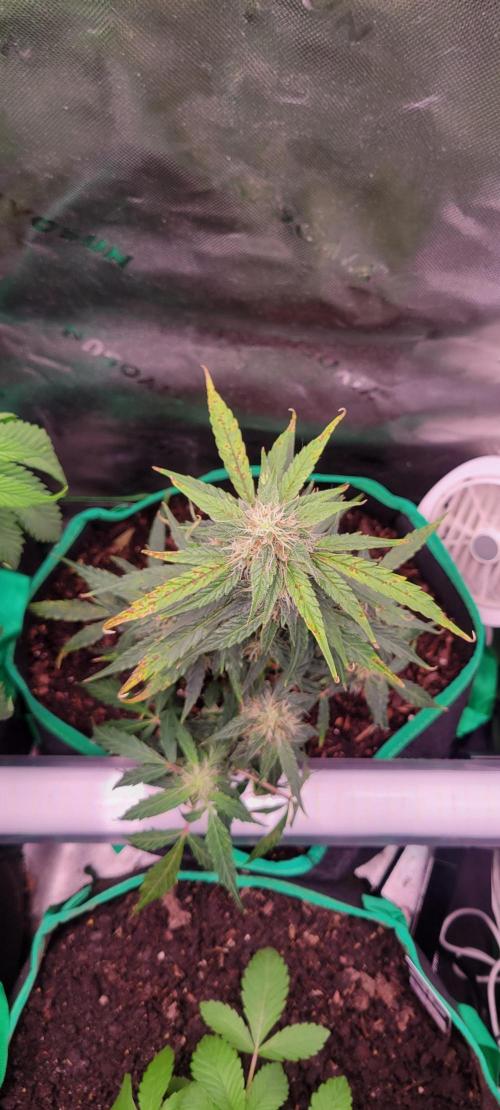 Runtz F1. Week 6