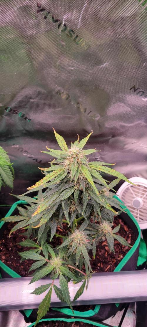 Runtz F1. Week 6