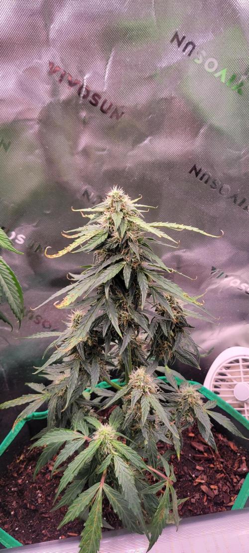 Runtz F1. Week 6
