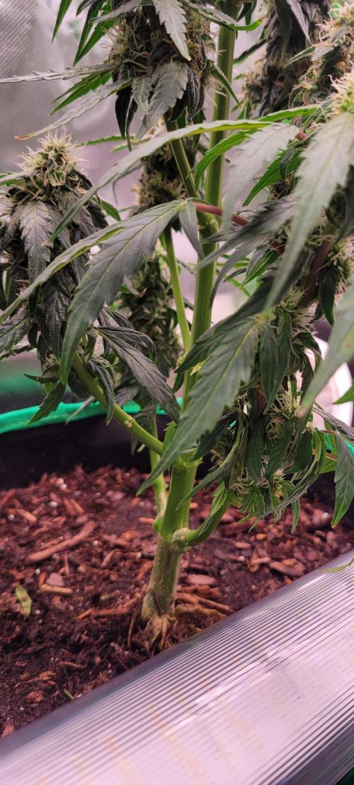 Runtz F1. Week 6
