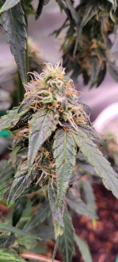 Runtz F1. Week 6