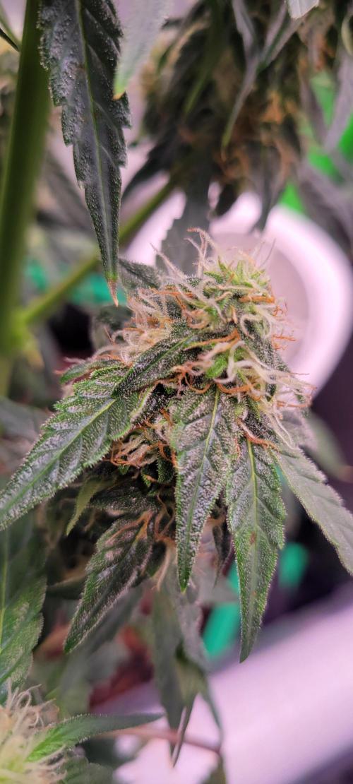 Runtz F1. Week 6