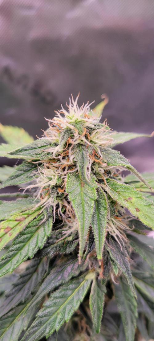 Runtz F1. Week 6